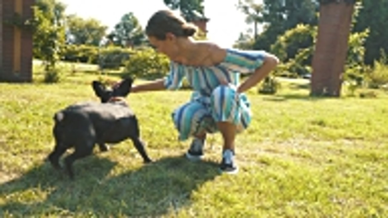 Les fondements de l'éducation positive du chien