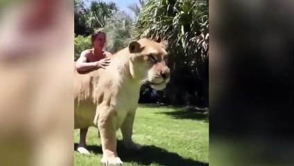 El tigre león más grande del mundo: es un ligre gigante