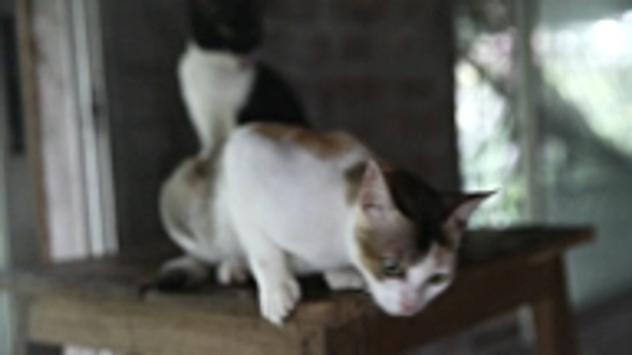 Catastrophic Creations, des "meubles" spécialement conçus pour les chats