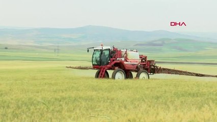 Buğdayda verimi düşüren 'süne böceği'ne karşı seferberlik