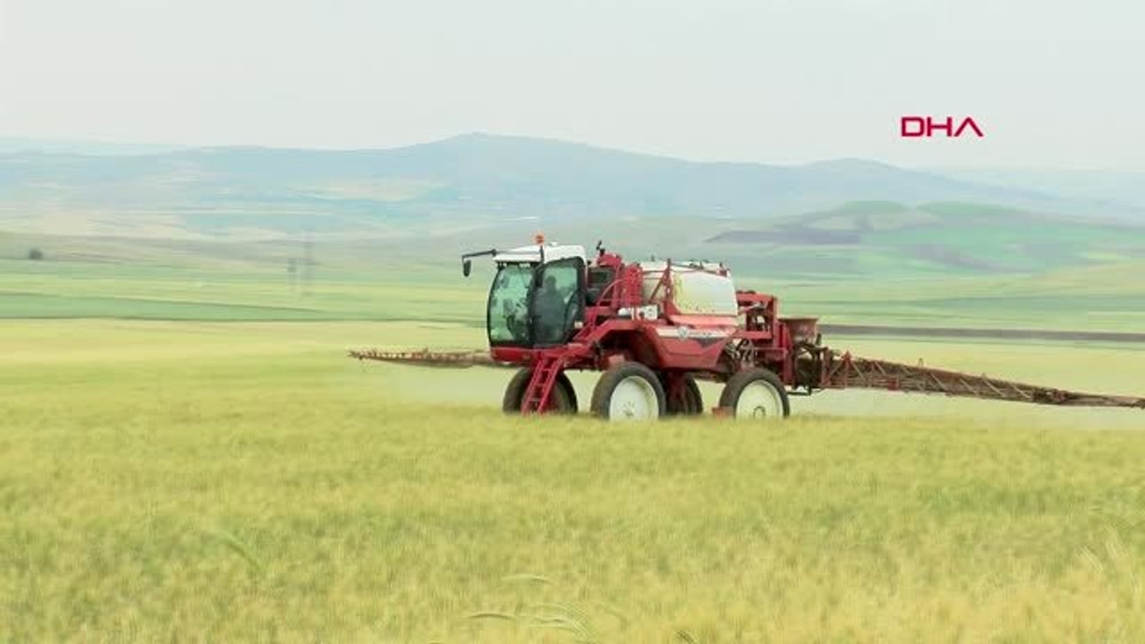 Buğdayda verimi düşüren 'süne böceği'ne karşı seferberlik