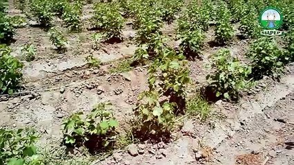 SIAPEP Drip irrigation system implemented in Tando Bago District Badin at Admiral Janjua Farm