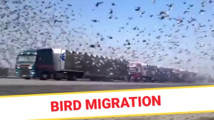 Bird migration