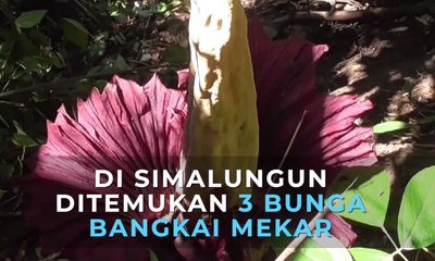 Ditemukan 3 Bunga Bangkai Mekar di Simalungun