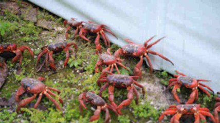 La migration des crabes rouges sur l'île Christmas