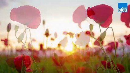 Une minute pour jouer avec la fée clochette