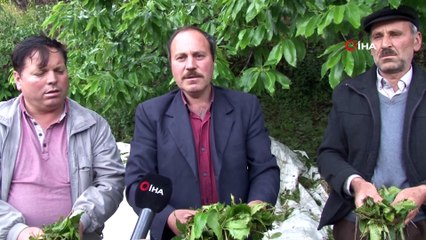 Aydın’da kiraz sezonu başlamadan bitti...Dolunun vurduğu kiraz ağaçları havadan görüntülendi