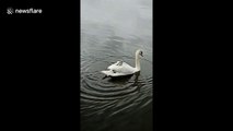 Baby swans get a ride on mum's back in English lake