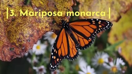 5 animales que están en peligro de extinción