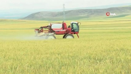 Süne ile mücadele tam gaz