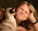 Top 10 des races de chats les plus câlins