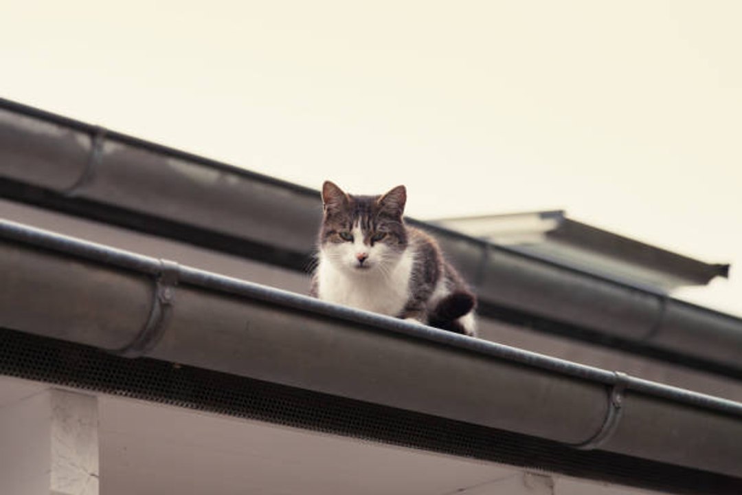 Top 10 des races de chats les plus intelligents