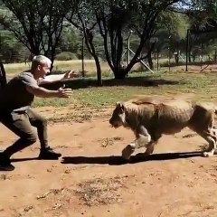 Ce lion donne un gros câlin à son gardien. Surprenant !