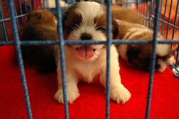 La provenance des animaux vendus en animalerie revue dans certains pays