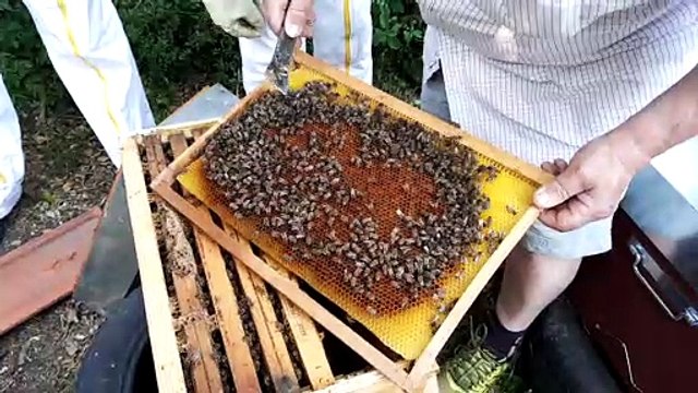 La transhumance des abeilles du Forez