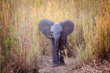 Les éléphants d'Afrique sans défenses à cause du braconnage