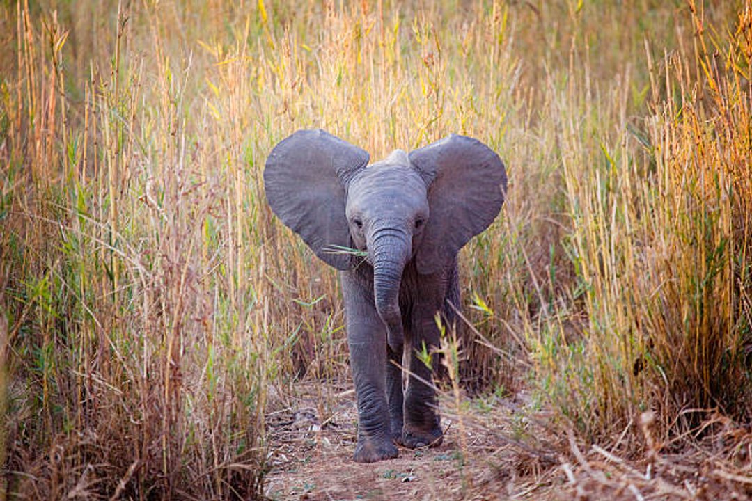 Les éléphants d'Afrique sans défenses à cause du braconnage