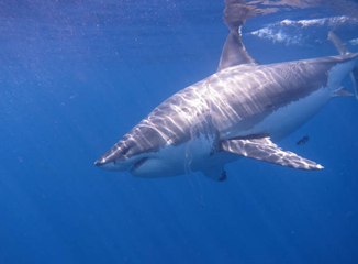 Les grands requins blancs : effrayés par un autre prédateur !