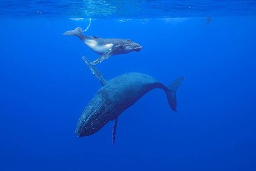 Les sens insoupçonnés des baleines à bosse