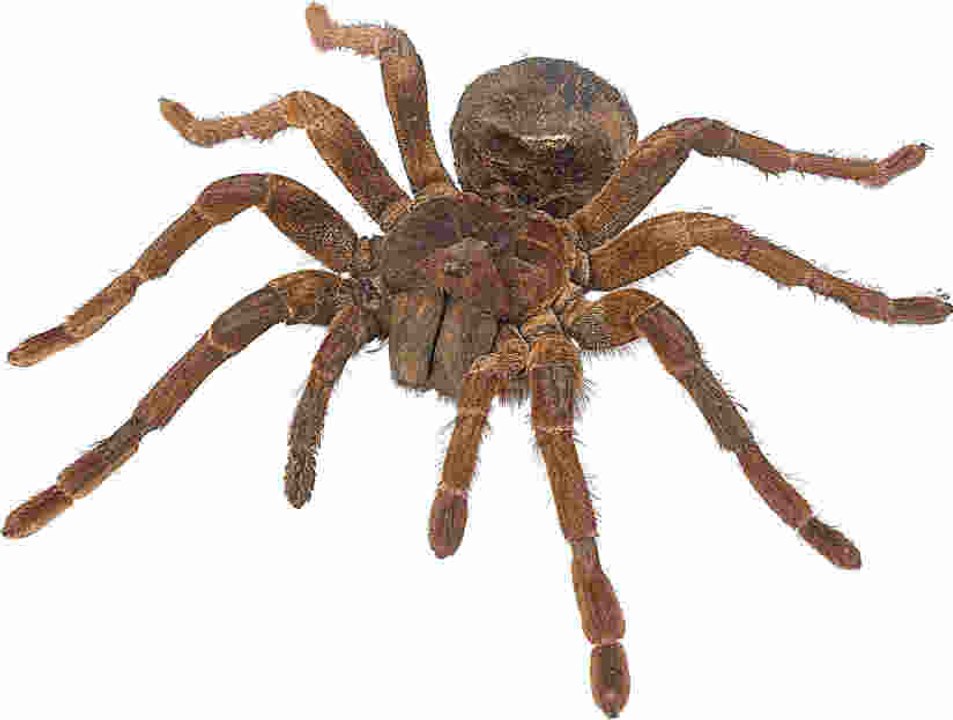 L'araignée Goliath : la plus grosse mygale du monde