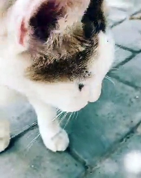 Admirez comment ces fourmis travaillent pour rassembler leur nourriture. Magnifique !