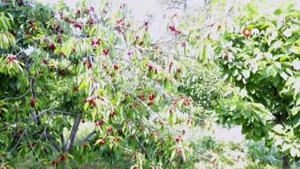 Sinop’ta kiraz hasadı başladı