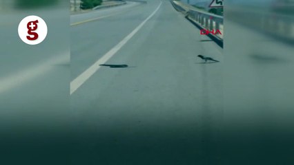 Saksağanın yılan avı kamerada