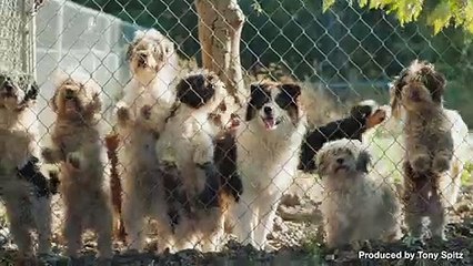 Talking Dog Can Say ‘Hello’ and Melt Your Heart