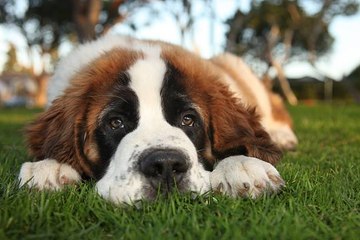 6 races de chien pour un mode de vie plus reposant