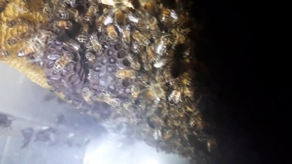 Camdan Arı Kovanı Yaptık - 3.Kısım (Gece Çekimi)