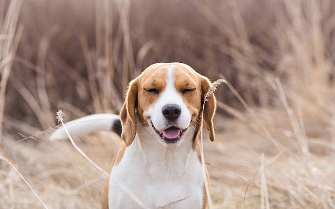 Le Beagle : à la fois chien de chasse et excellent chien de compagnie