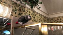 Generous parrot offers imaginary squirrel a nut