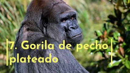 Los 8 animales más grandes del mundo