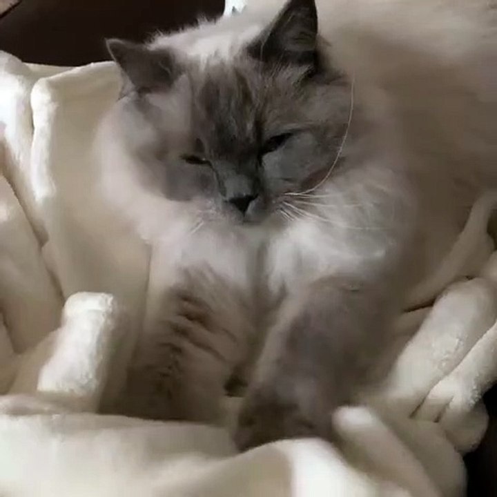 Ce magnifique chat poilu va vous donner envie d...