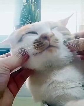 Ce chat n'aime pas qu'on touche à ses joues. Regardez ce qu'il fait !