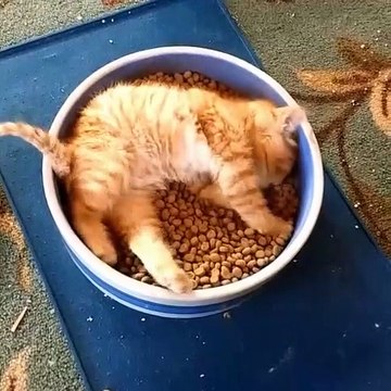 Ce chaton profite pleinement de son petit paradis. Trop chou !