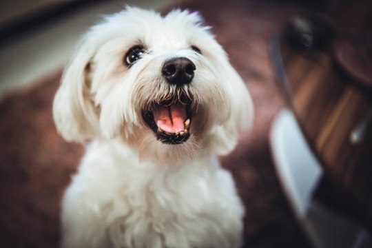 Le Bichon maltais : un chien élégant et attachant