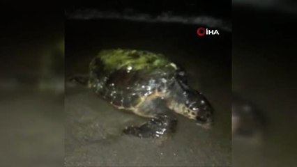 Deniz üstünde minder sandığı cisim 45 kiloluk dev deniz kaplumbağası çıktı