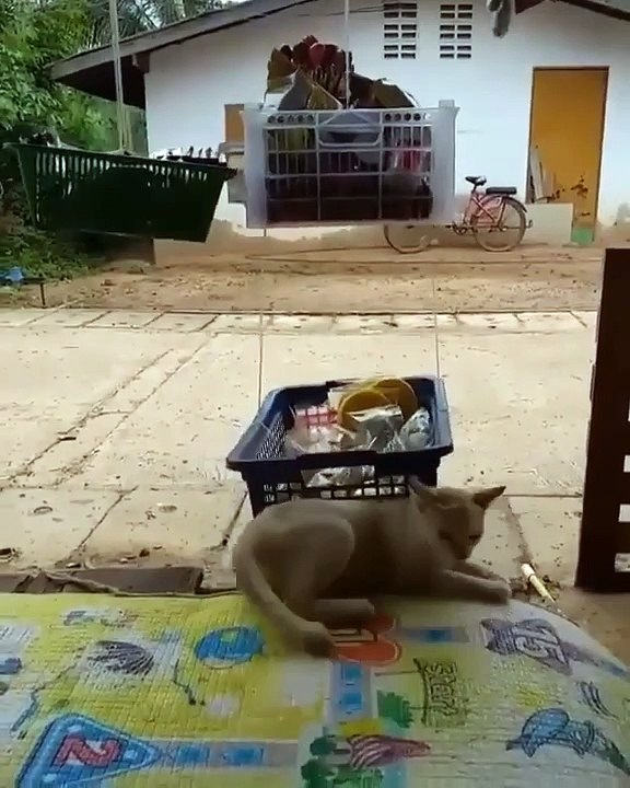 Ce chat ne s'attendait pas du tout à ce qui lui est arrivé. Hilarant !