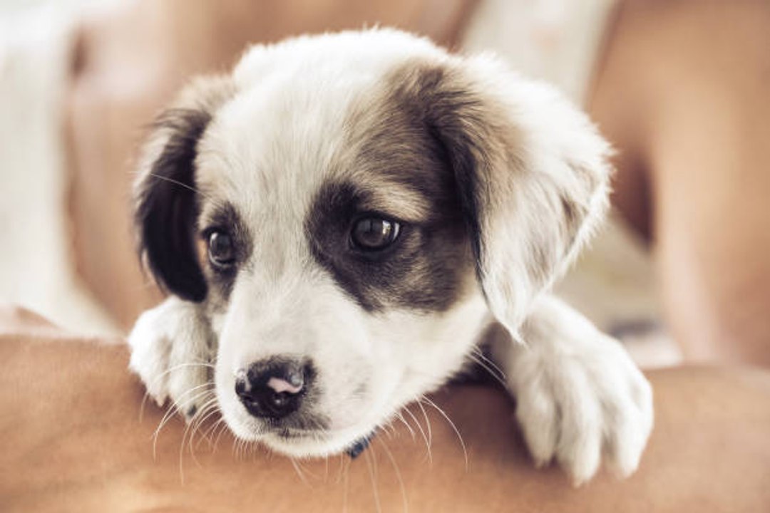 Les chiots les plus mignons