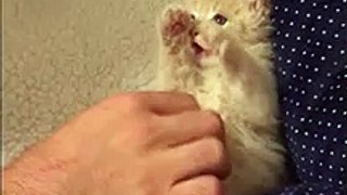 Hands up! Kitten has most adorable reaction to being tickled