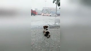 Content puppy chills out watching rainfall in China's Guangdong