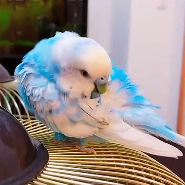 Trop Belle ! Admirez la beauté de cette perruche !