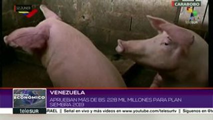 Venezuela: pdte. Maduro aprueba recursos para Plan de Siembra 2019