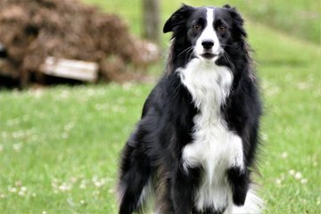 Le Border Collie : un chien de berger hyperactif mais un fidèle compagnon