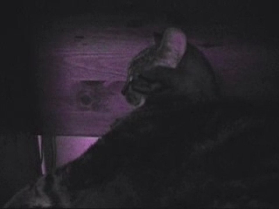 Sedated Cat