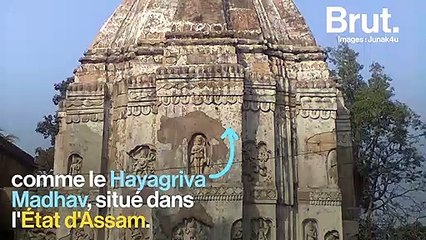 En Inde, une espèce de tortue survit grâce aux temples hindous