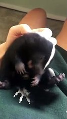 Cute Baby Skunk