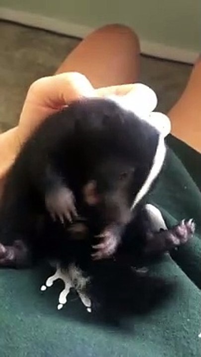 Cute Baby Skunk
