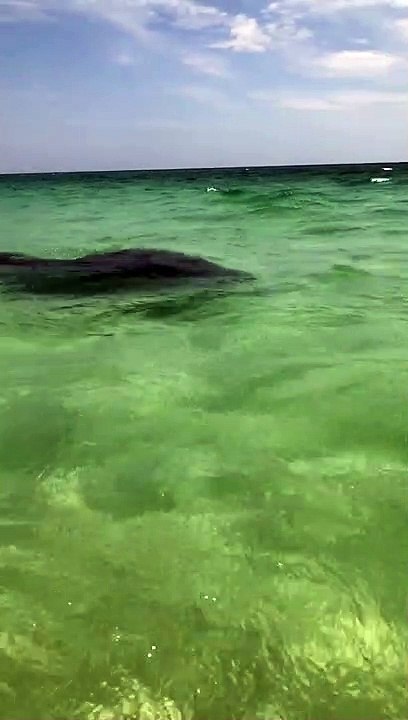 Man Mistakes Manatee for Walrus